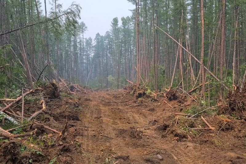 Bushes Clearing in Marietta, GA